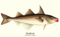 File:HaddockFish.jpg