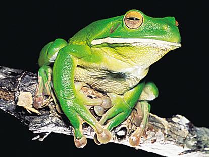 File:Frog1.jpg