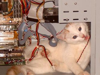 File:Funny Cat In Computer.jpg