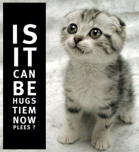 File:IS IT CAN BE HUGS TIEM NOW PLEES CAT.jpg