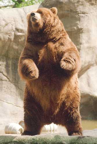 File:Brown bear rearing.jpg