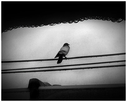 File:Pigeon Spying.jpg