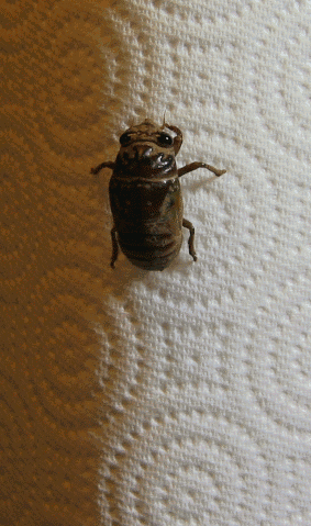 File:Cicada molting animated-2.gif