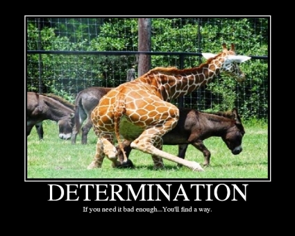 File:Giraffe DETERMINATION.jpg