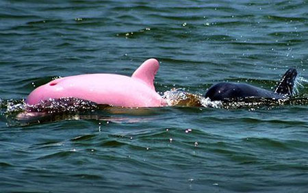 File:Porpoise pink.jpg