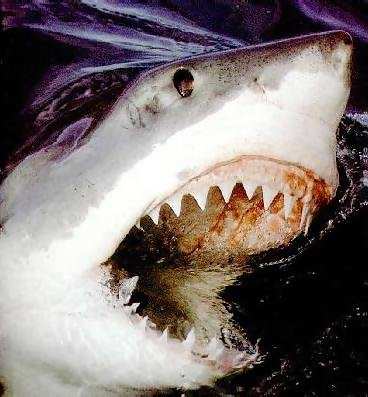 File:Great-white-shark-picture-022.jpg