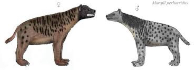 File:Hyenas evolved.jpeg