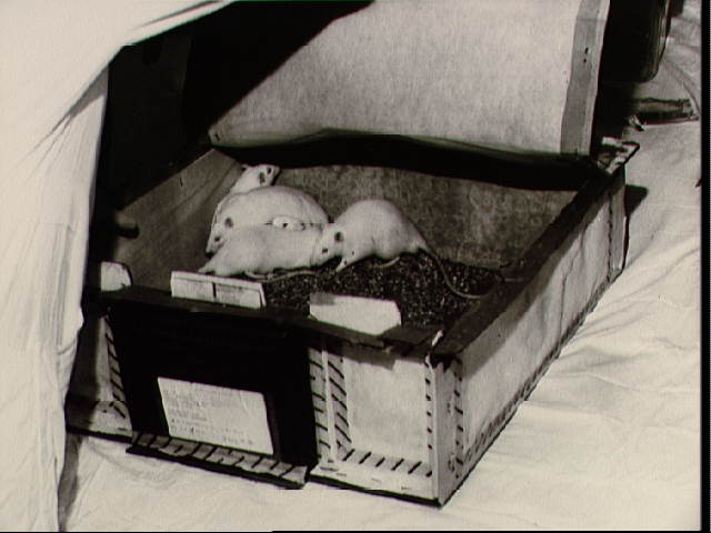 File:Mice in box.jpg
