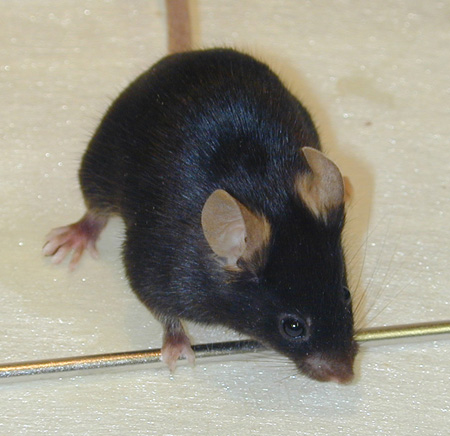 File:Mousey2.png