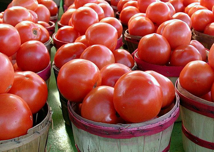File:Vpoy tomato.jpg