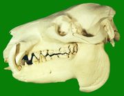 File:180px-Pygmy Hippopotamus Skull.jpg