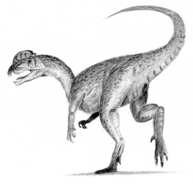 File:628px-Dilophosaurus.jpg