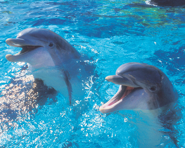 File:A 2-dolphins-766809.jpg