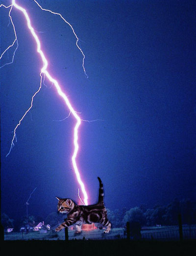 File:Lightning-with-kitten.jpg