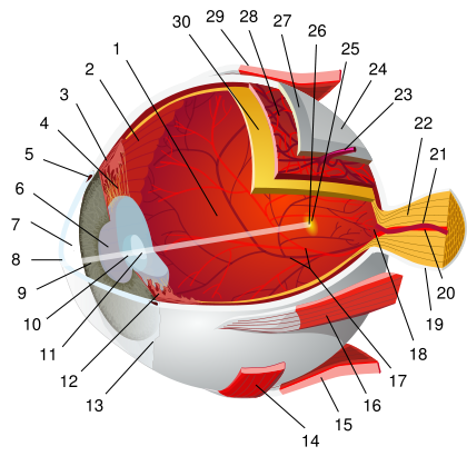 File:420px-Eye-diagram no circles border.png