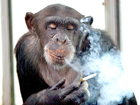 File:Chimp smoking.jpg