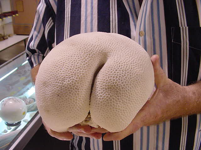File:Butt coral.jpg
