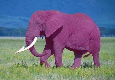 File:Pink elephant2.jpg