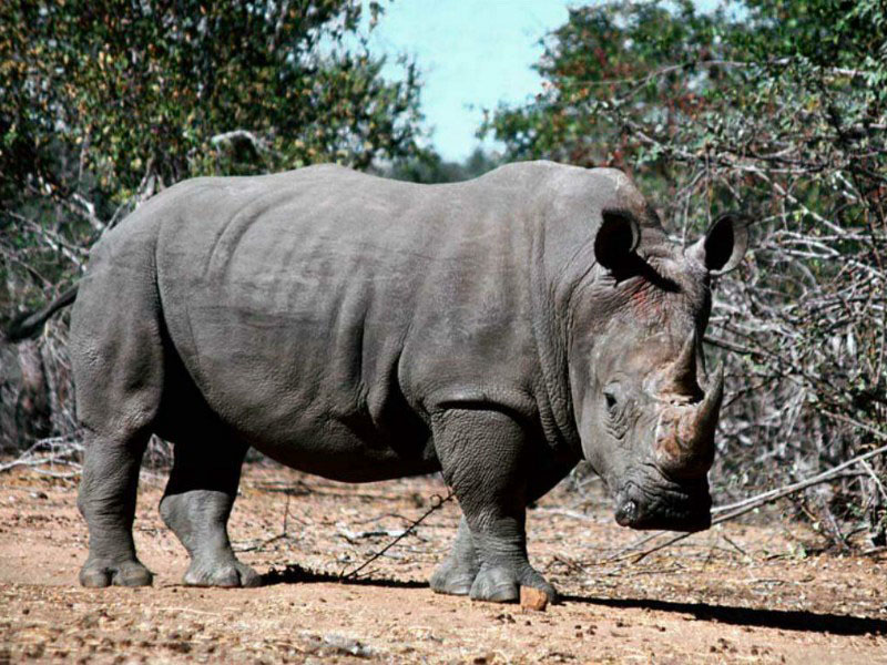 File:Rhino.jpg