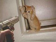File:180px-Kitten and gun.jpg