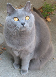 File:Chartreux cat J adult female 001.jpg