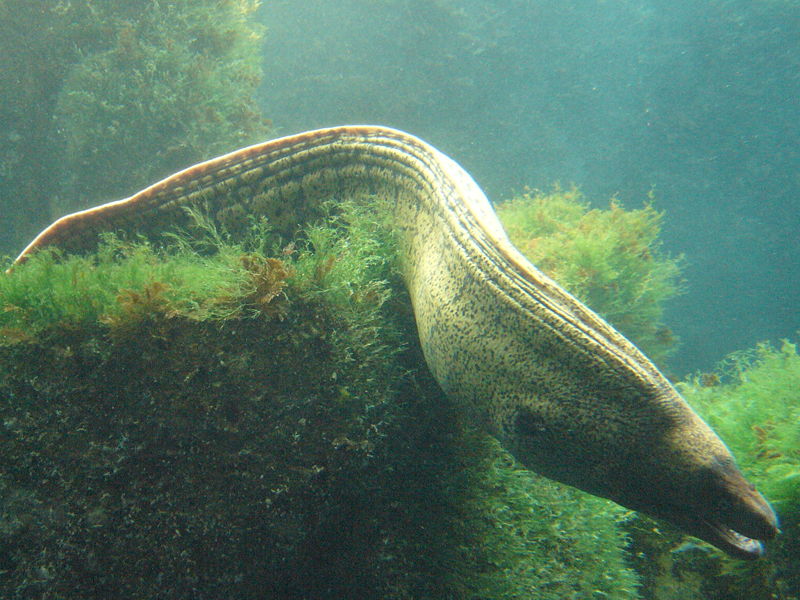 File:800px-Muraena helena.2 - Aquarium Finisterrae.jpg