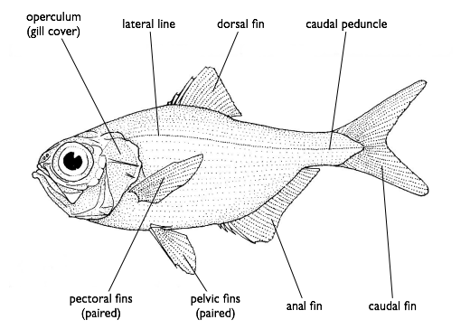 File:Fish anatomy (berycid).png