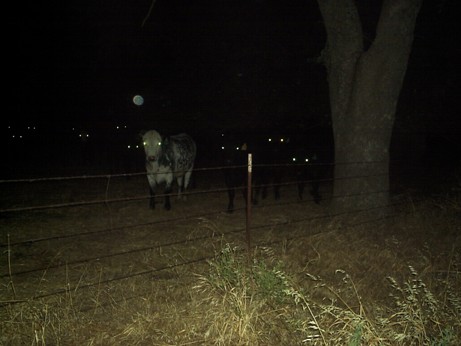 File:Creepy cows.jpg