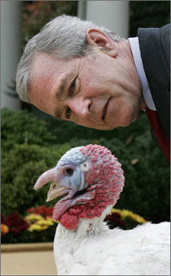 File:Unnews bush turkey.jpg