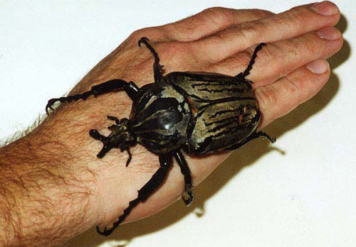 File:Goliath-Beetle.jpg