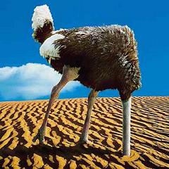 File:Ostrich-head.jpg