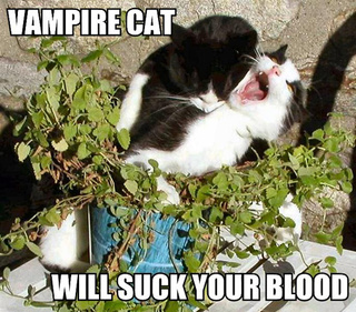 File:Vampire-cat-will-suck-your-blood.jpg