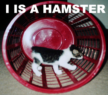 File:Hamster cat.jpg