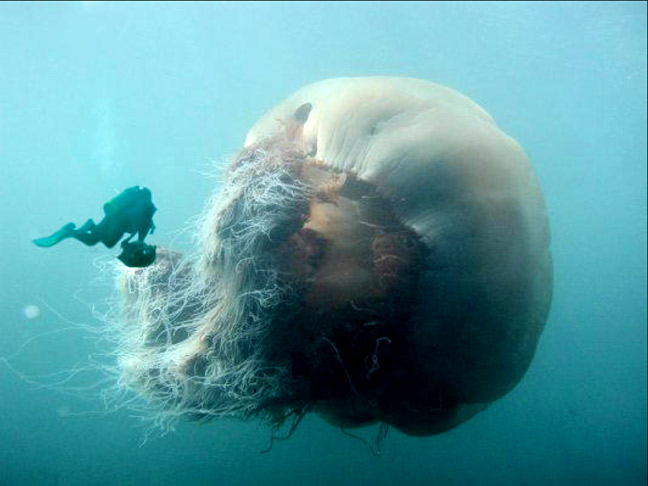 File:Huge-jellyfish.jpg