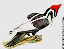 File:Ivory Billed Woodpecker.jpg
