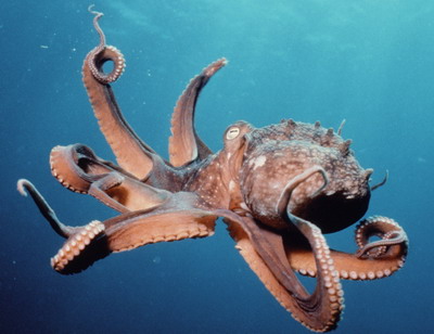 File:Octopus.jpg