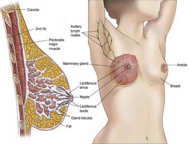 File:Breast diagram.jpg