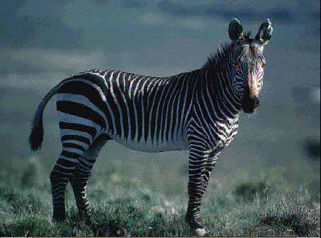 File:Evil zebra.jpg