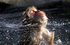 File:Wet monkey.jpg
