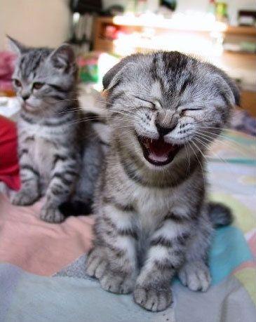 File:Laughing Cat.jpg