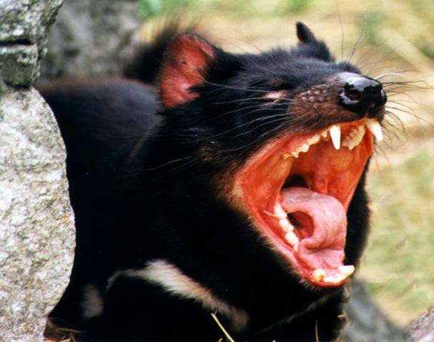 File:Tasmanian-devil.jpg