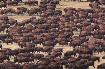 File:Buffalo herd.jpg