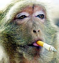 File:Smoking monkey.jpg