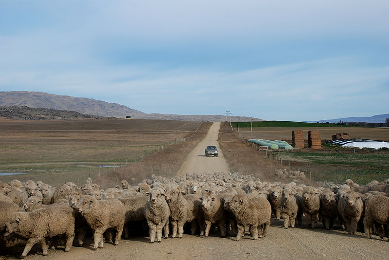 File:Sheep traffic jam near Patearoa - Otago.jpg