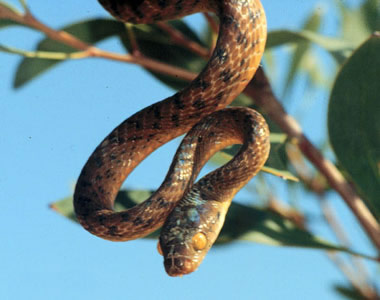 File:Brown tree snake.jpg