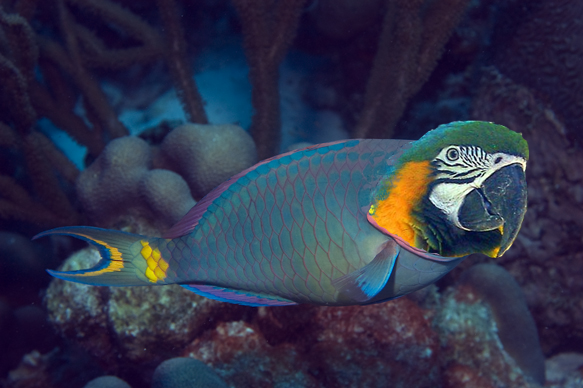 File:Parrotfish.png