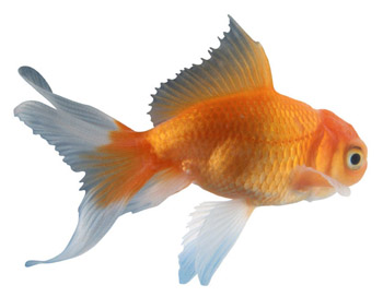 File:Goldfish1.jpg