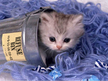 File:Kitten bin.jpg