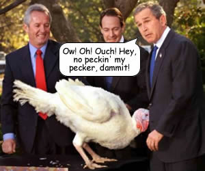File:Bush-turkey.jpg