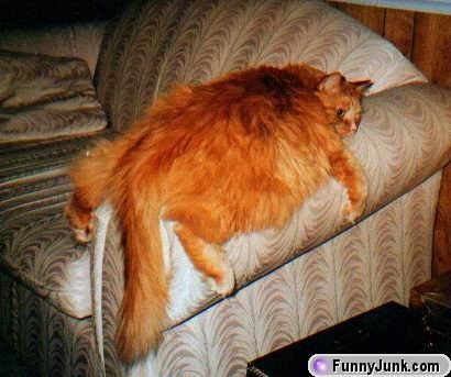 File:Fat cats.jpg